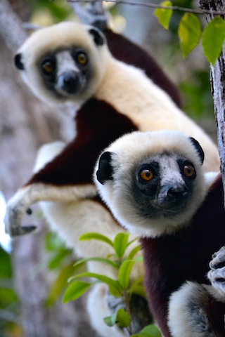 January2018.lemurs January2018.lemurs